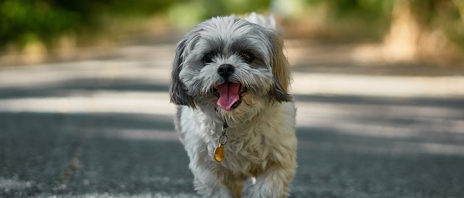 small grey and white dog 