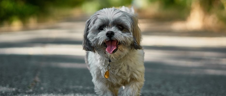 small grey dog